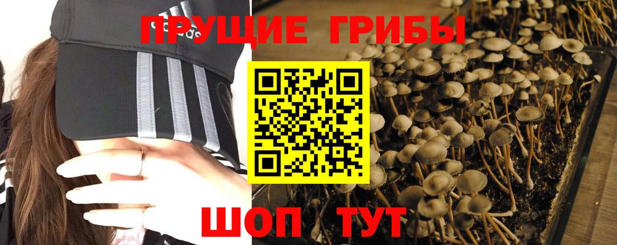 Псилоцибиновые грибы Psilocybe  Вход с VPN  Керчь 